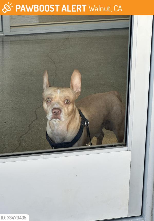 Found/Stray Male Dog last seen Near valley blvd, Walnut, CA 91789