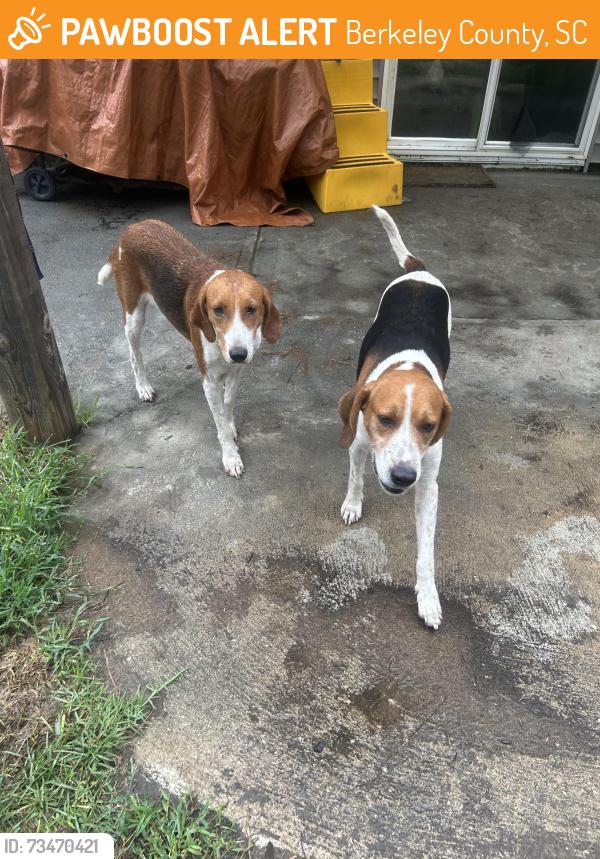 Found/Stray Unknown Dog last seen Boggy head rifle range, Francis Marion National Park, Berkeley County, SC 29431