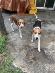 Found/Stray Unknown Dog last seen Boggy head rifle range, Francis Marion National Park, Berkeley County, SC 29431