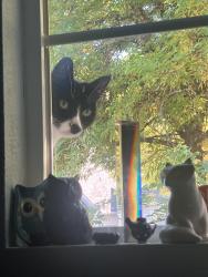 Reunited Female Cat last seen Fourth Ave NW, Olympia WA, Olympia, WA 98502