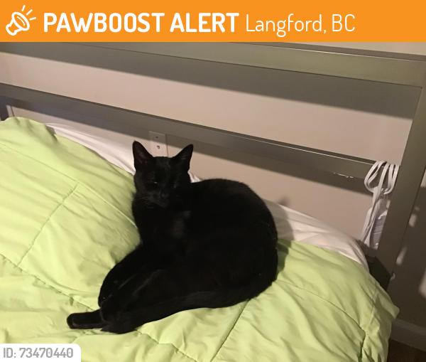 Found/Stray Unknown Cat last seen Goldstream Ave. Close to veterans Memorial Park, Langford, BC 