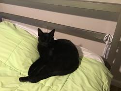 Found/Stray Unknown Cat last seen Goldstream Ave. Close to veterans Memorial Park, Langford, BC 