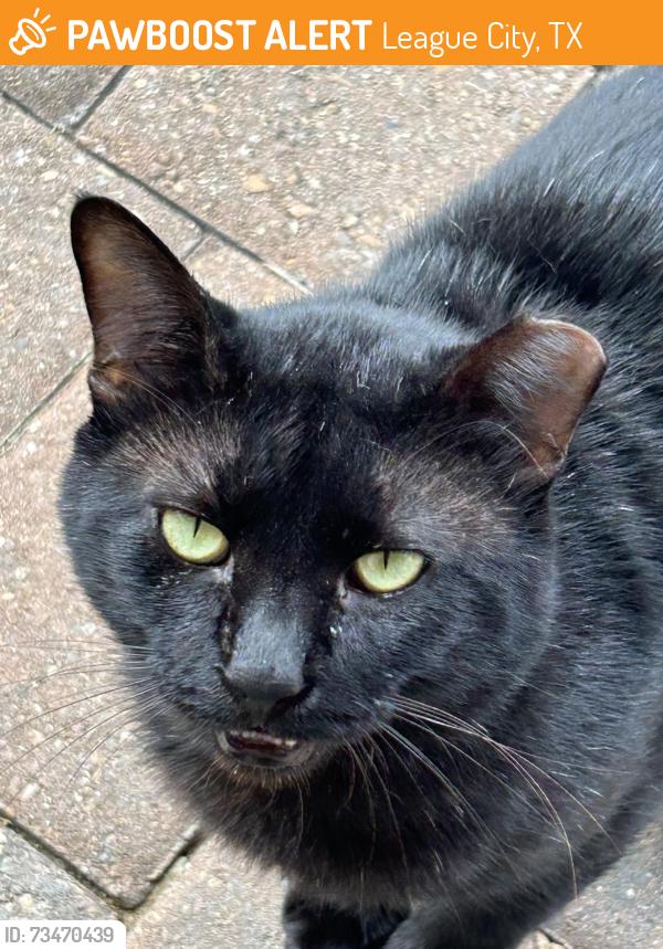 Found/Stray Female Cat last seen Laddingford. Westover Park, League City, TX 77573