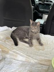 Lost Female Cat last seen Rt23 &RT165, Jarrettsville, MD 21084