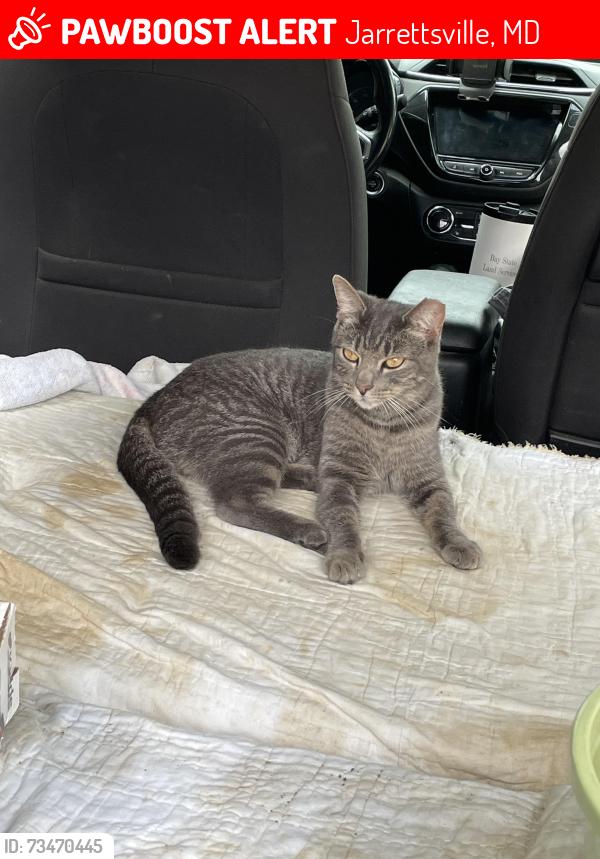 Lost Female Cat last seen Rt23 &RT165, Jarrettsville, MD 21084