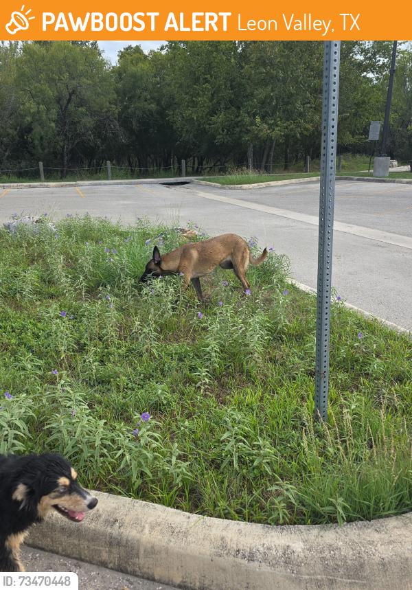 Found/Stray Unknown Dog last seen Shadow Mist near the trail entrance, Leon Valley, TX 78238
