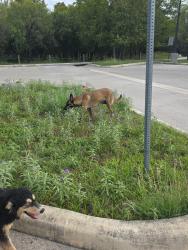 Found/Stray Unknown Dog last seen Shadow Mist near the trail entrance, Leon Valley, TX 78238