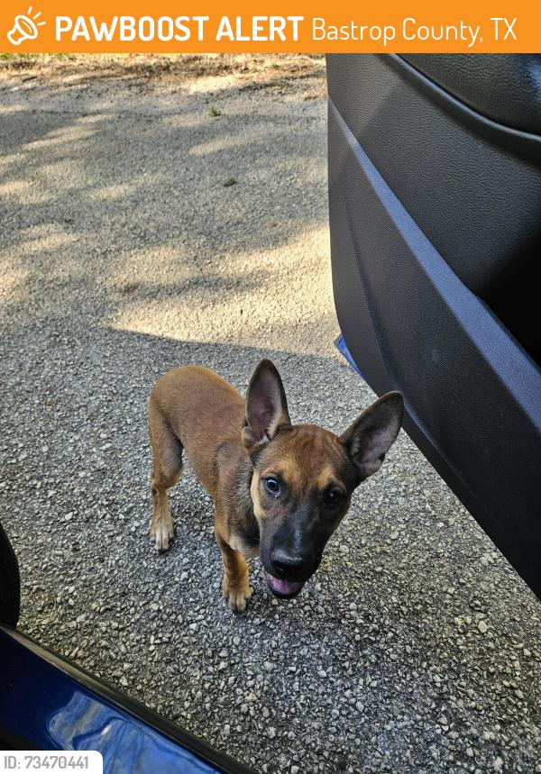 Found/Stray Male Dog last seen Antioch and Old Pin Oak Road, Bastrop County, TX 78659