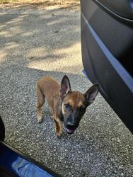 Found/Stray Male Dog last seen Antioch and Old Pin Oak Road, Bastrop County, TX 78659