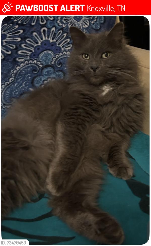 Lost Male Cat last seen Central Street, Knoxville, TN 37917