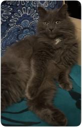 Lost Male Cat last seen Central Street, Knoxville, TN 37917