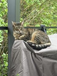 Lost Male Cat last seen Griffith Hill Way near Circle Rd, Anderson Ridge Rd. And Batesville Rd., Greenville County, SC 29651