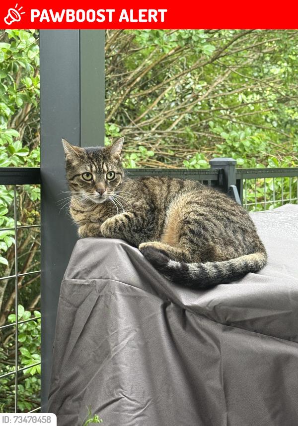 Lost Male Cat last seen Griffith Hill Way near Circle Rd, Anderson Ridge Rd. And Batesville Rd., Greenville County, SC 29651