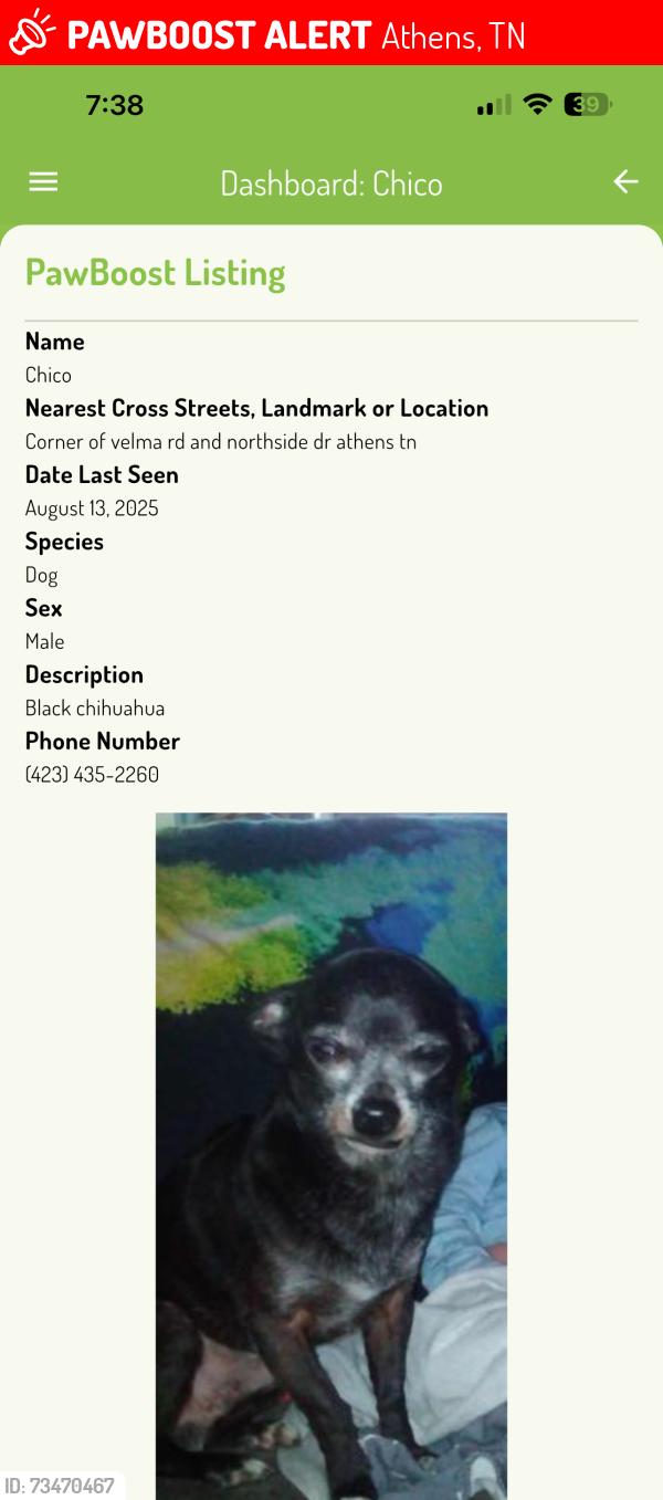 Lost Male Dog last seen Corner of velma and northside dr, Athens, TN 37303