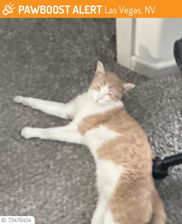 Found/Stray Female Cat last seen Durango/Elkorn-Lofts apmts, Las Vegas, NV 89149