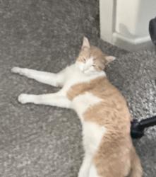 Found/Stray Female Cat last seen Durango/Elkorn-Lofts apmts, Las Vegas, NV 89149