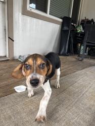 Reunited Male Dog last seen Spanish needle & greenhouse, Houston, TX 77084
