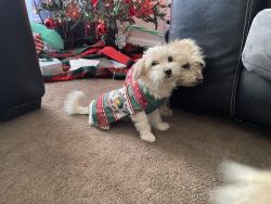 Lost Female Dog last seen Near Avon rd. Lynhaven, Hampton, VA 23666
