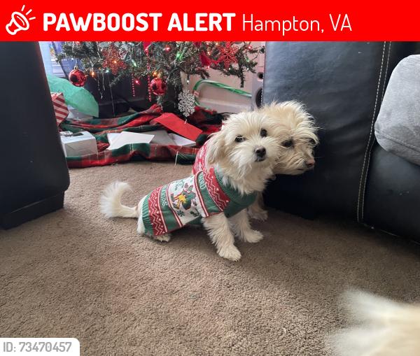Lost Female Dog last seen Near Avon rd. Lynhaven, Hampton, VA 23666