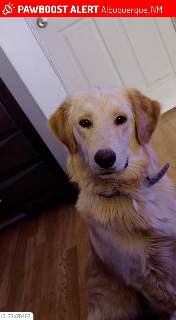 Lost Male Dog last seen Near Clemente st, Albuquerque, NM 87121