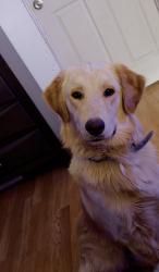 Lost Male Dog last seen Near Clemente st, Albuquerque, NM 87121