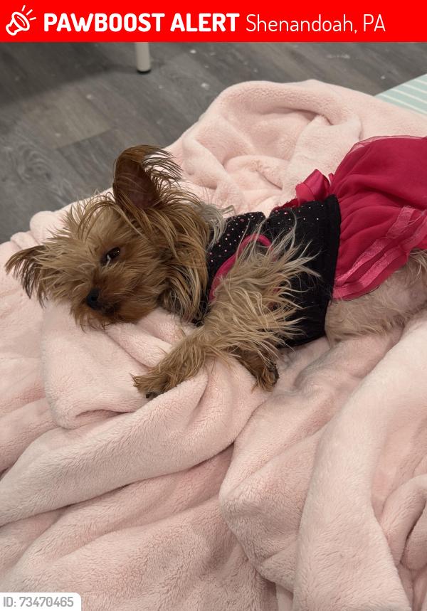 Lost Female Dog last seen Near West Penn St, Shenandoah, PA 17976