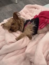Lost Female Dog last seen Near West Penn St, Shenandoah, PA 17976