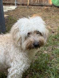 Reunited Male Dog last seen Marwick and Woodburn Corners, Plano, TX 75075