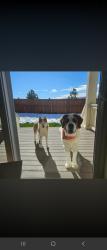 Reunited Male Dog last seen Our hse easter and frost, Aurora, CO 80016