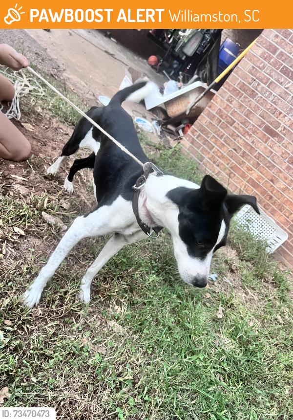 Found/Stray Female Dog last seen Spring st, Williamston, SC 29697