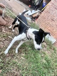Found/Stray Female Dog last seen Spring st, Williamston, SC 29697