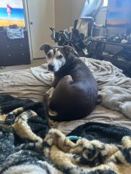 Reunited Male Dog last seen Pantego, Arlington, TX 76013