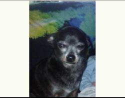 Lost Male Dog last seen Imfront of a girls hse, Athens, TN 37303