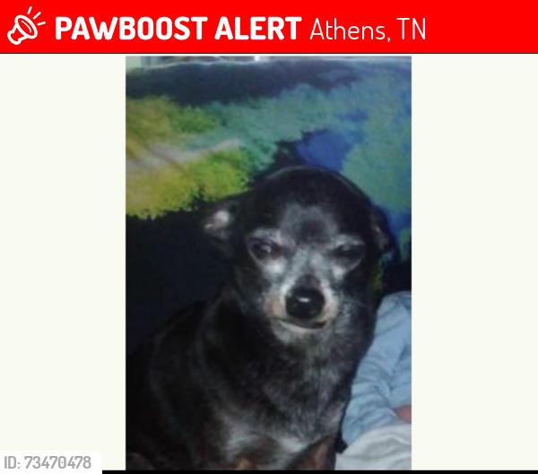 Lost Male Dog last seen Imfront of a girls hse, Athens, TN 37303