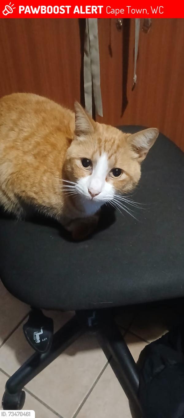 Lost Male Cat last seen Thomas Road, Balvenie, Elsies River, 7490, Cape Town, WC 7490