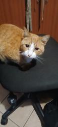 Lost Male Cat last seen Thomas Road, Balvenie, Elsies River, 7490, Cape Town, WC 7490