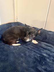 Found/Stray Female Dog last seen Roland Ave, Lyndon, KY 40222