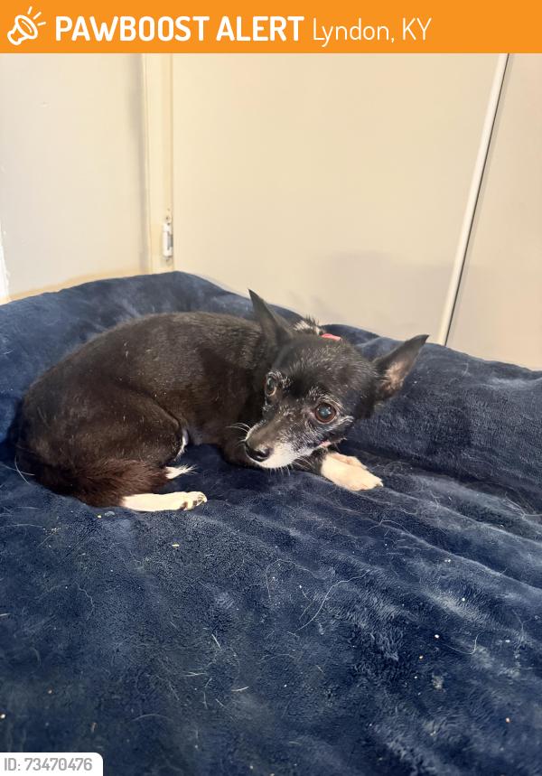 Found/Stray Female Dog last seen Roland Ave, Lyndon, KY 40222