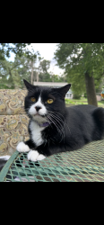 Lost Male Cat last seen Near 136th St West, Rosemount, MN 55068