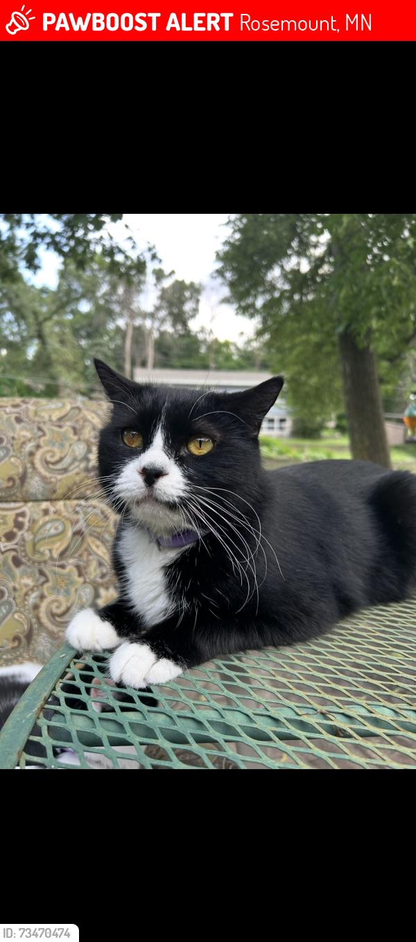 Lost Male Cat last seen Near 136th St West, Rosemount, MN 55068