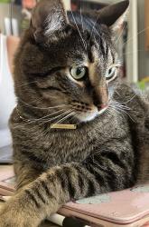 Lost Male Cat last seen Quail Trail & Bosque Acres, Corrales, NM 87048