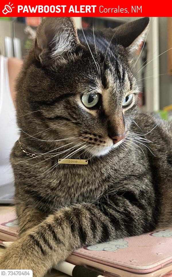 Lost Male Cat last seen Quail Trail & Bosque Acres, Corrales, NM 87048