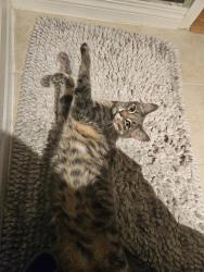 Lost Male Cat last seen Forest Heights Park 76st, Edmonton, AB T6A 3W5
