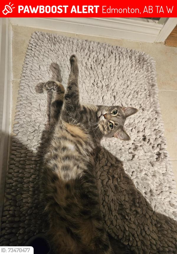 Lost Male Cat last seen Forest Heights Park 76st, Edmonton, AB T6A 3W5