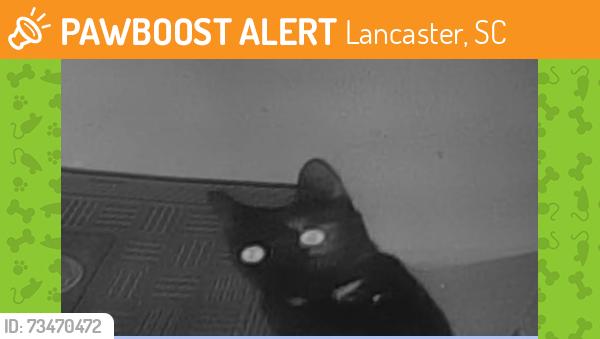 Found/Stray Unknown Cat last seen Walnut Creek community, Lancaster, SC 29720