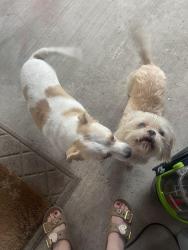 Reunited Male Dog last seen crenshaw and pin oak dr Baywood Oaks West, Pasadena, TX 77505