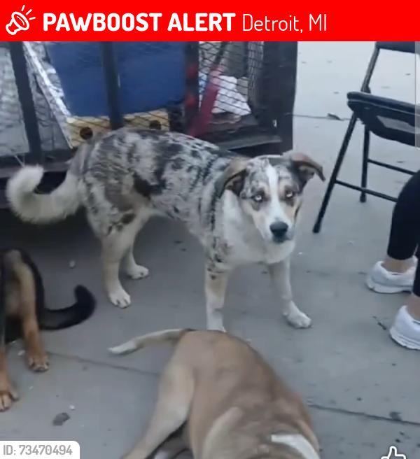 Lost Female Dog last seen Sprinwells, Detroit, MI 48209