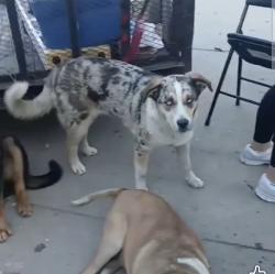Lost Female Dog last seen Sprinwells, Detroit, MI 48209