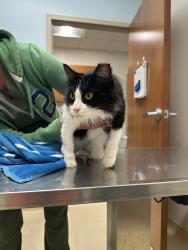 Found/Stray Female Cat last seen Near the Village Grocery & Miamiville Trailyard, Loveland, OH 45140