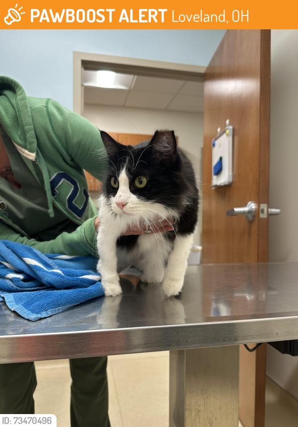 Found/Stray Female Cat last seen Near the Village Grocery & Miamiville Trailyard, Loveland, OH 45140
